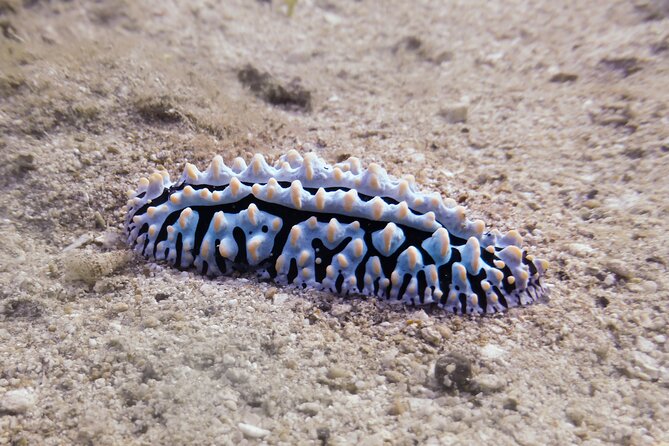 South Maui Shore Dive - Who this trip fits best (and who should reconsider)