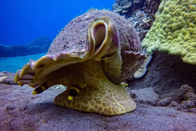 South Maui Shore Dive - Before you book: certification, measurements, and weather timing