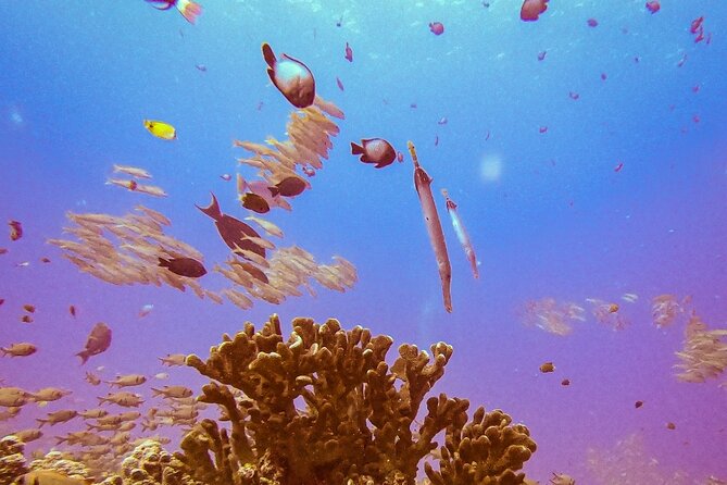 South Maui Shore Dive - Meeting at NeverDry Divers (7:00am) and getting ready without chaos