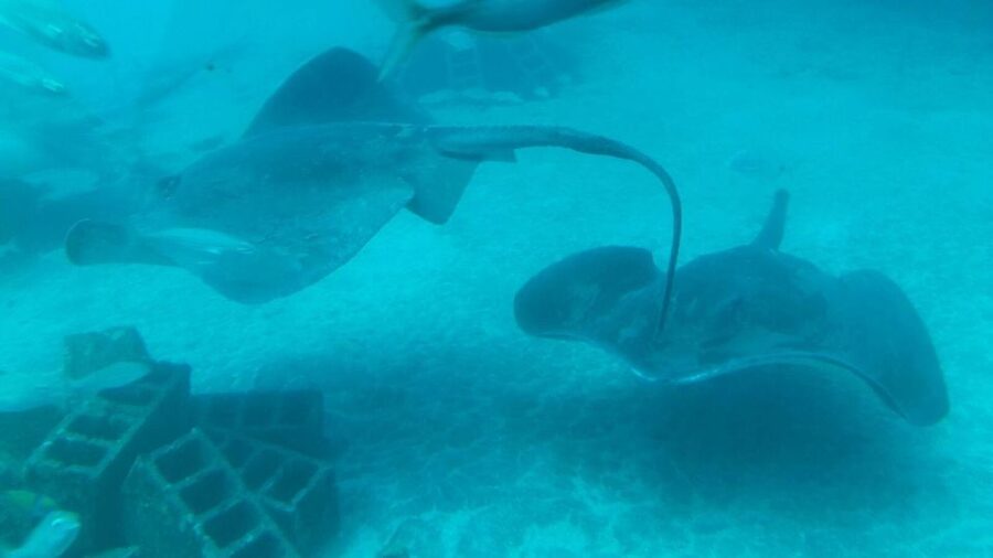Southern Tenerife: 50-Minute Submarine Dive - Price value: what $72 gets you (and what it doesn’t)