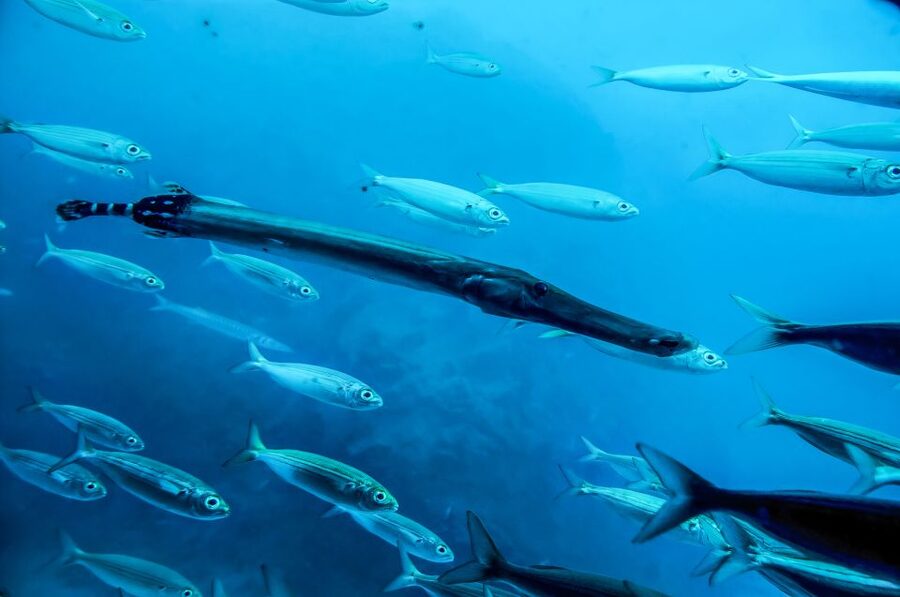 Southern Tenerife: 50-Minute Submarine Dive - Family fit: ages, noise levels, and who this is ideal for