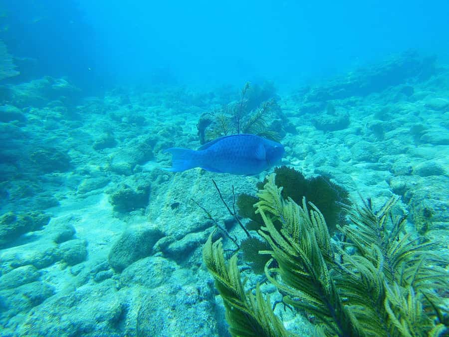 Southpoint Divers: Afternoon Reef Dive Trip - Key Highlights You’ll Feel Right Away