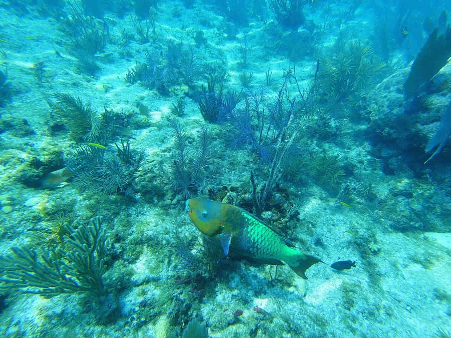 Southpoint Divers: Afternoon Reef Dive Trip - Beginner-Friendly Depth Without Feeling Like a Baby Pool