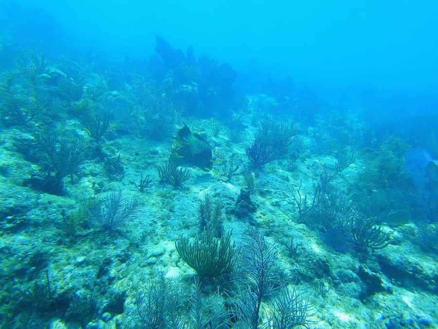Southpoint Divers: Afternoon Reef Dive Trip - What’s Included vs Optional: Gear, Wetsuit, Computer, and Guide