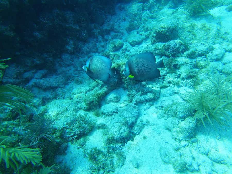 Southpoint Divers: Afternoon Reef Dive Trip - Reef Rules That Keep the Day Fun (and Ethical)