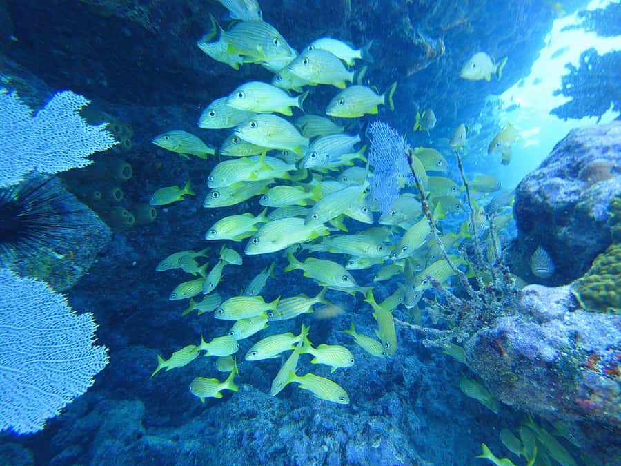 Southpoint Divers: Afternoon Reef Dive Trip - Price and Value: Is $124 Worth It?