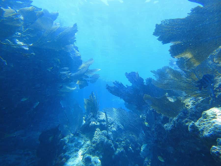 Southpoint Divers: Afternoon Reef Dive Trip - How to Have a Smoother Afternoon at Sea