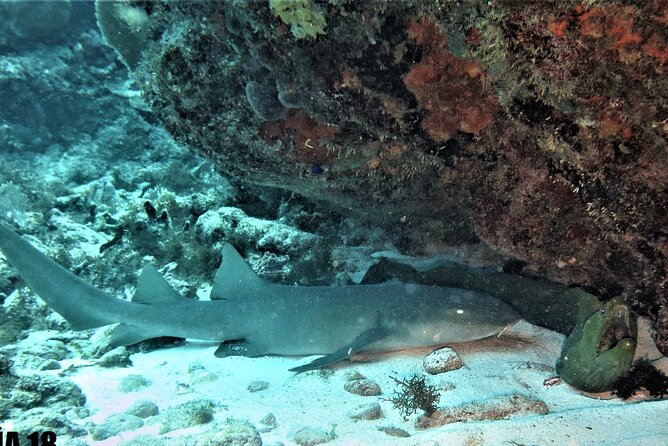 SPECIAL!! 2 Tank Wreck & Drift Reef dives - Key things that make this trip worth your time