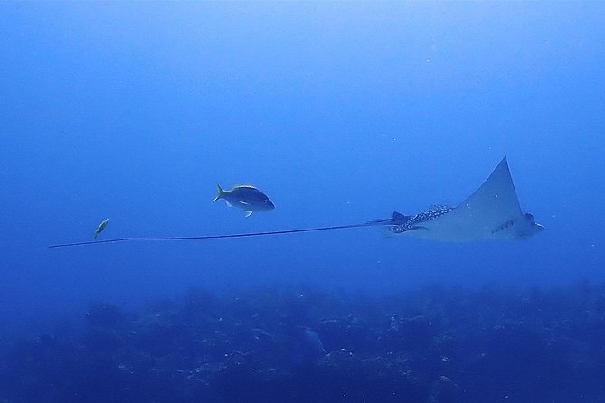 SPECIAL!! 2 Tank Wreck & Drift Reef dives - Isla Mujeres wreck + drift reef: how the day flows