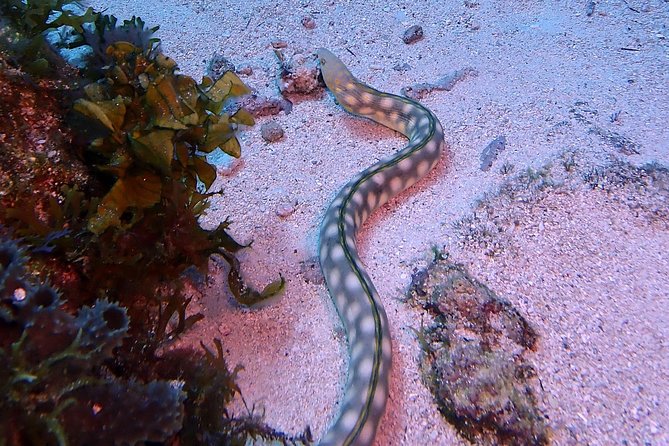 SPECIAL!! 2 Tank Wreck & Drift Reef dives - Who this fits: Advanced Open Water, plus an option for OW divers