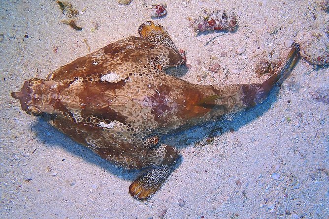SPECIAL!! 2 Tank Wreck & Drift Reef dives - Small-group attention: safety and vibe without the cattle-boat feeling