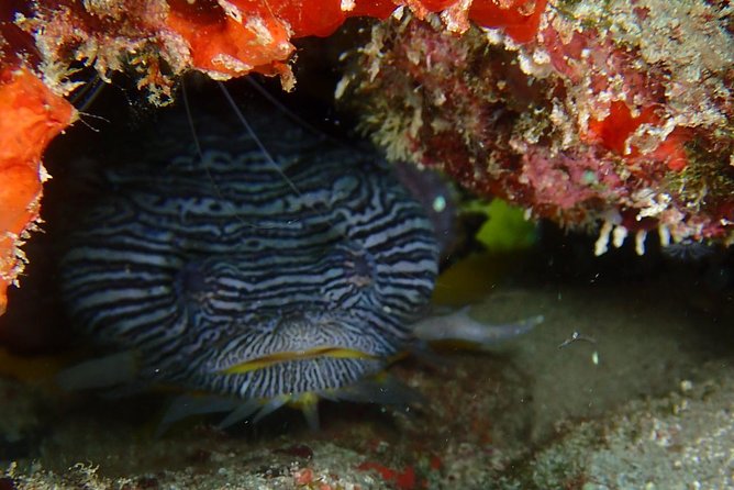 SPECIAL!! 2 Tank Wreck & Drift Reef dives - Price and value: what $125 buys, and what it doesn’t