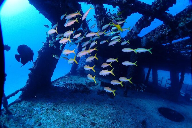 SPECIAL!! 2 Tank Wreck & Drift Reef dives - Practical tips before you go (so the day feels easy)