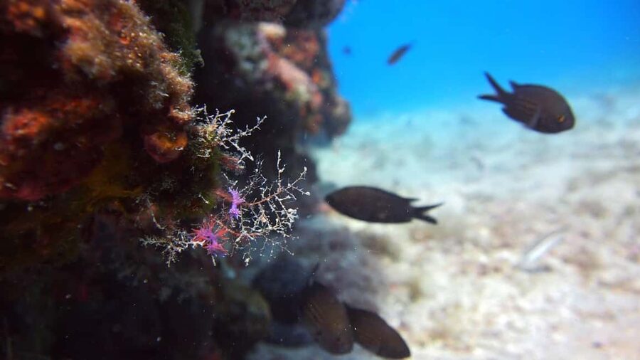 Split-Makarska-Brela Try SCUBA Dive - Price and Value: Is $176 Actually Fair?