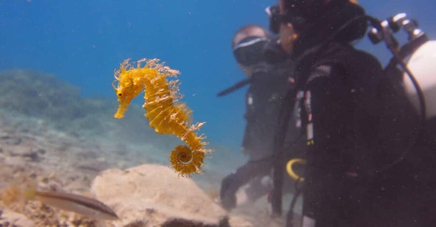 Split-Makarska-Brela Try SCUBA Dive - Where Your Scuba Session Starts: Beach-First and No Boat Waiting