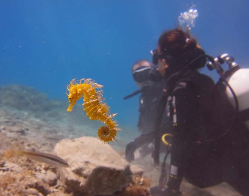 Split-Makarska-Brela Try SCUBA Dive - A Real Private Group: Attention From Ivan and Daniel