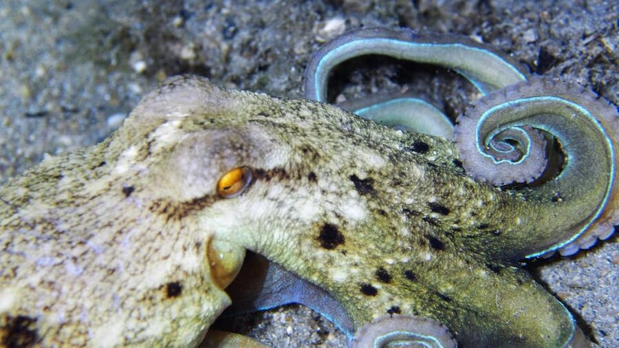 Split-Makarska-Brela Try SCUBA Dive - Photos and Videos via Google Drive: Proof You Were There