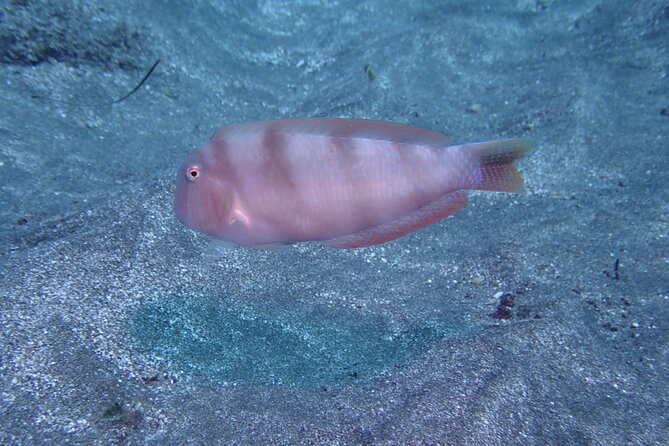 SSI basic diver In Tenerife - 2 Dives - Tenerife starts early: El Médano’s 8:00 am game plan