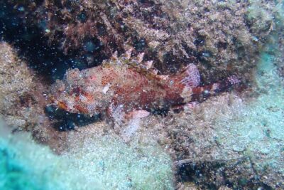 SSI basic diver In Tenerife - 2 Dives - The two water sessions: confidence-building first, reef time second