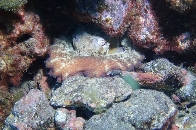 SSI basic diver In Tenerife - 2 Dives - Price and timing: is $160.75 a good deal for what you get?