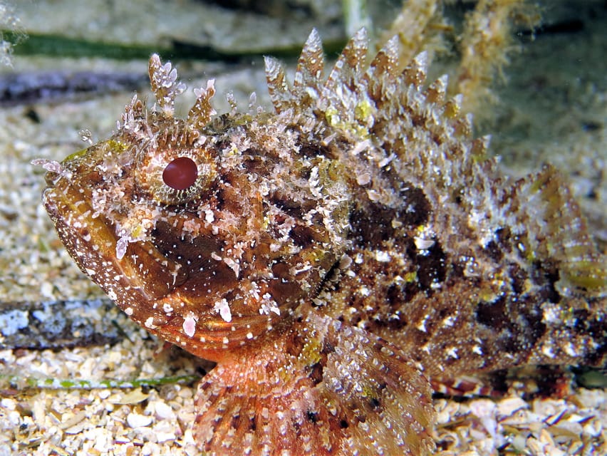 SSI Try Scuba Diving in the sea - Safety first: the security concept and the “small group” advantage
