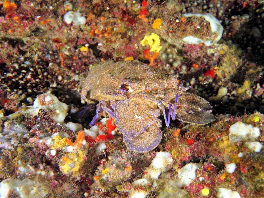 SSI Try Scuba Diving in the sea - Gear and training: theory briefing plus real hands-on help