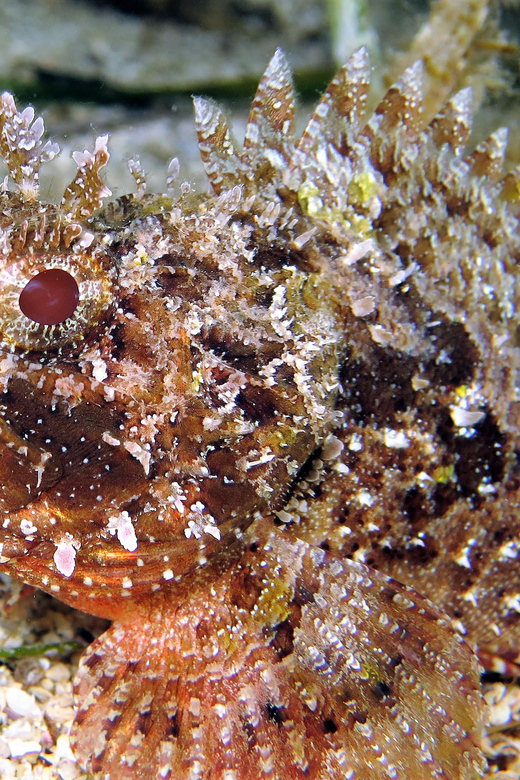 SSI Try Scuba Diving in the sea - Rules you must follow (and why they matter underwater)