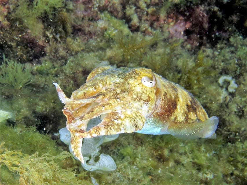 SSI Try Scuba Diving in the sea - Who this experience fits best