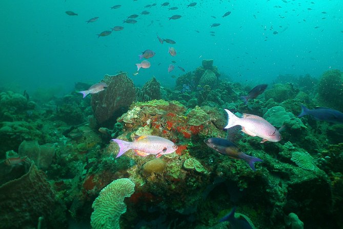 St Lucia Beginner Scuba Diving Tour - Key things to know before you go