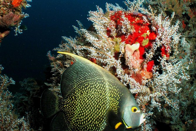 St Lucia Certified Scuba Diving Tour - Key things to know before you go
