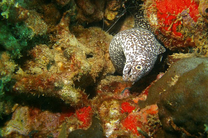 St Lucia Certified Scuba Diving Tour - Two underwater sites: reefs, wrecks, and the “pick the best day” approach