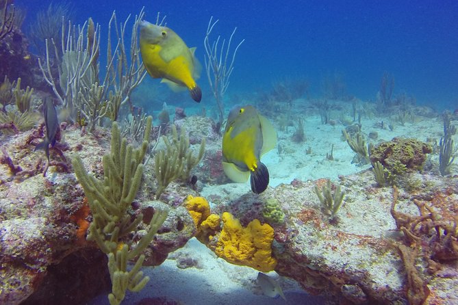 St Maarten Discover Scuba - Boat, timing, and what the 3 hours usually includes