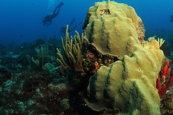 St Maarten Scuba Diving for Certified Divers - Where You Meet, How Getting There Works, and What to Bring