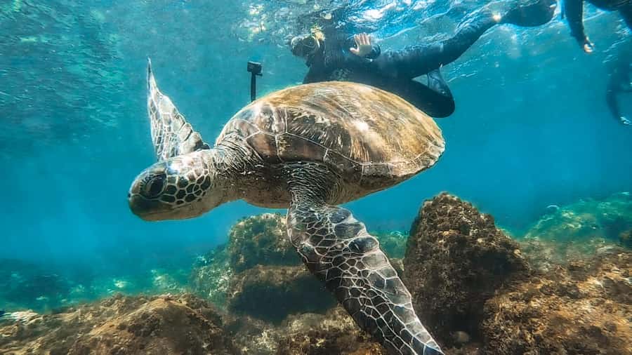 Sunshine Coast: Scuba Dive the Ex-HMAS Brisbane Ship Wreck - Engine Room and Control Room: The Torch Requirement You Should Plan For