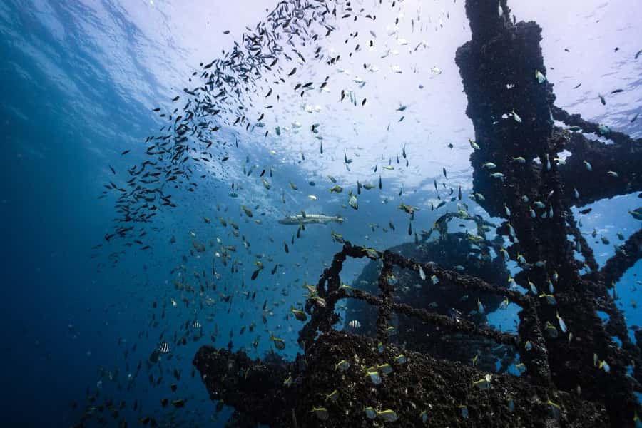 Sunshine Coast: Scuba Dive the Ex-HMAS Brisbane Ship Wreck - Should You Book the Ex-HMAS Brisbane Wreck Trip?