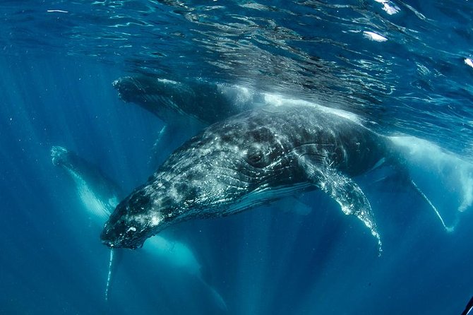 Swim with Humpback Whales - Ningaloo Reef - 3 Islands Whale Shark Dive - Quick hits before you go
