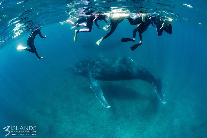 Swim with Humpback Whales - Ningaloo Reef - 3 Islands Whale Shark Dive - The 8-hour rhythm, from Exmouth to Ningaloo