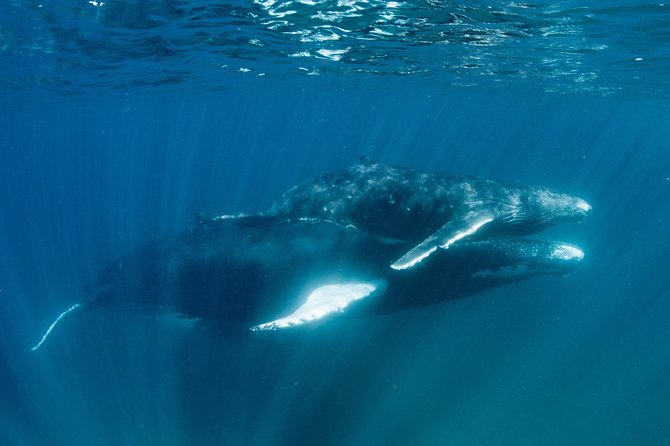 Swim with Humpback Whales - Ningaloo Reef - 3 Islands Whale Shark Dive - Stop 1: Ningaloo Reef snorkel time (and why it feels organized)