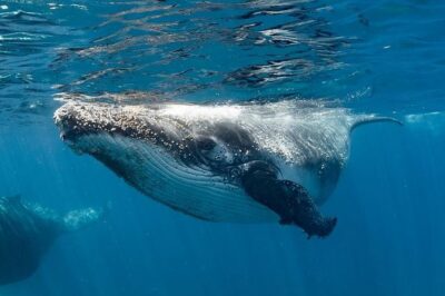 Swim with Humpback Whales - Ningaloo Reef - 3 Islands Whale Shark Dive - What you’re likely to see in the Ningaloo water