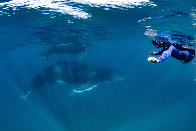 Swim with Humpback Whales - Ningaloo Reef - 3 Islands Whale Shark Dive - Swimming rules you should know before you book