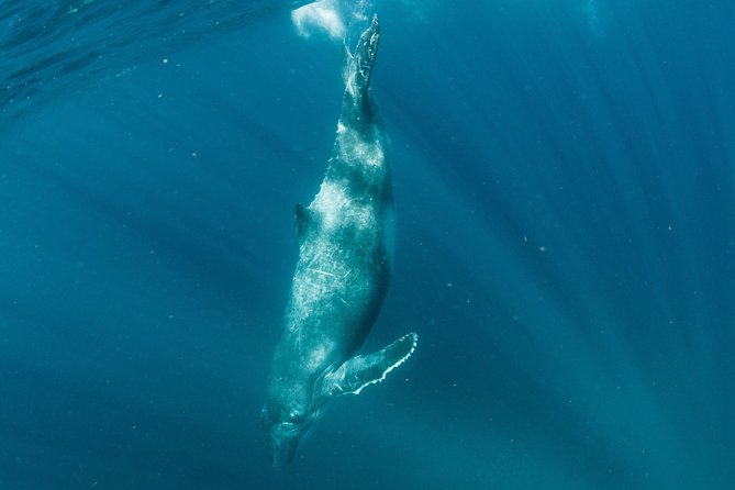 Swim with Humpback Whales - Ningaloo Reef - 3 Islands Whale Shark Dive - Food, champagne, and staying comfortable on the water