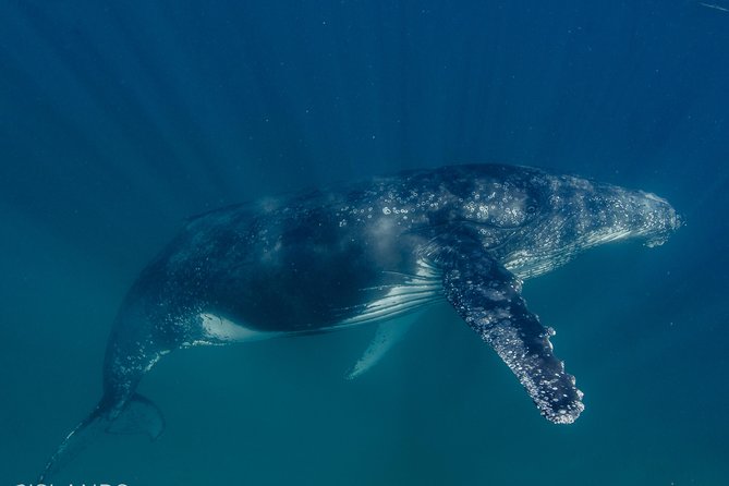 Swim with Humpback Whales - Ningaloo Reef - 3 Islands Whale Shark Dive - Price and value: what you’re really paying for
