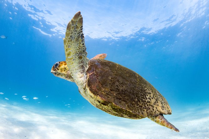 Swim with Whale Sharks in the Ningaloo Reef: 3 Island Shark Dive - Your 9:00 am start: how the day flows on the water