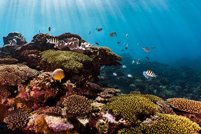 Swim with Whale Sharks in the Ningaloo Reef: 3 Island Shark Dive - Reef snorkeling stops: manta rays, turtles, dugongs, and more