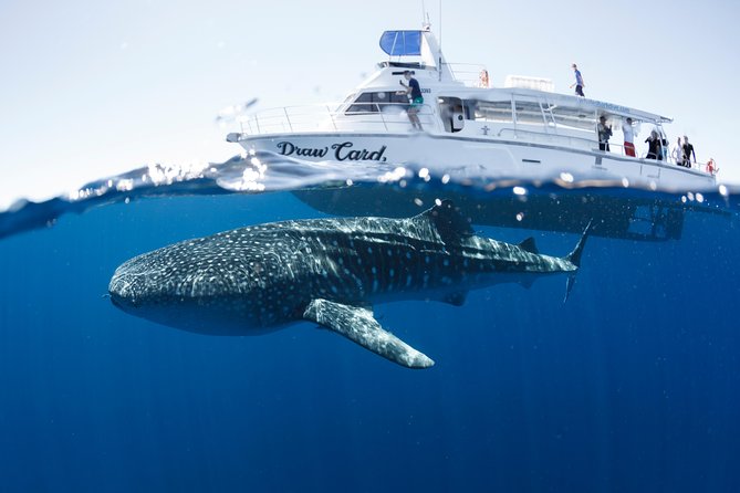 Swim with Whale Sharks in the Ningaloo Reef: 3 Island Shark Dive - Crew teamwork and safety: what keeps the day feeling under control