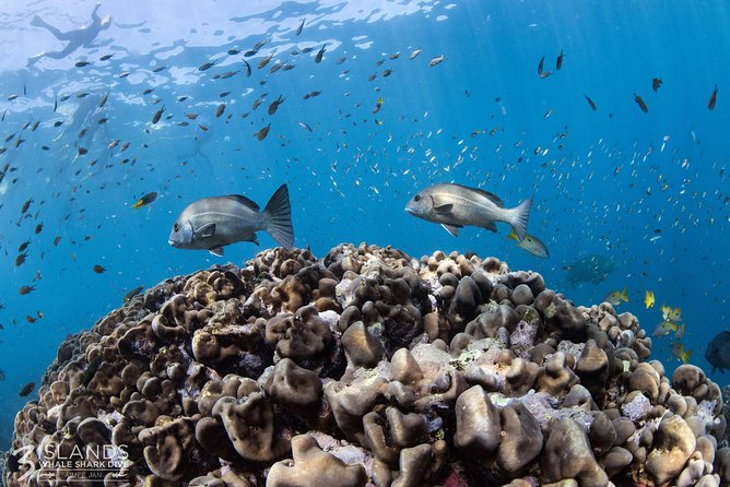 Swim with Whale Sharks in the Ningaloo Reef: 3 Island Shark Dive - Price and value: $444.69 is steep, but the inclusions are doing work