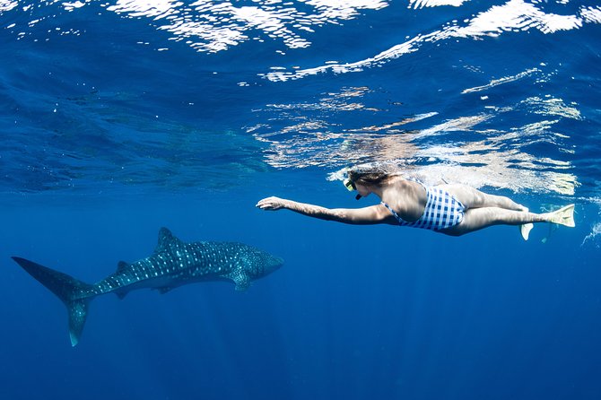 Swim with Whale Sharks in the Ningaloo Reef: 3 Island Shark Dive - Who this whale shark swim fits best (and who might reconsider)