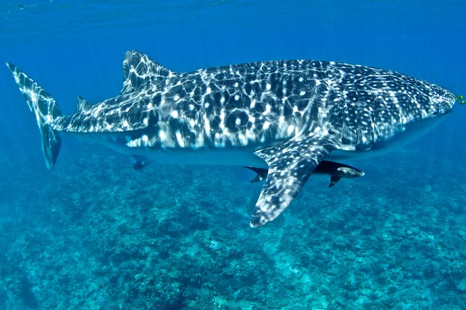 Swim with Whale Sharks in the Ningaloo Reef: 3 Island Shark Dive - Whale shark swims plus pro underwater photos (the main reason to book)