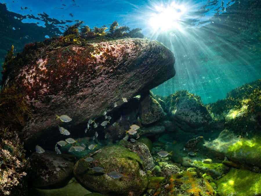 Sydney: Discover Scuba Dive at Australia's most Iconic Beach - Price and Value: Is $407 Worth It for Up to Two People?