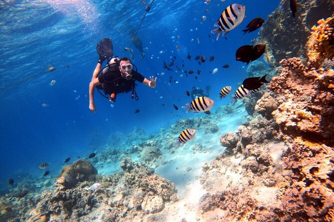 Take advantage of a half-day boat dive experience in Red sea of Aqaba. - Who this trip suits best (and who should think twice)